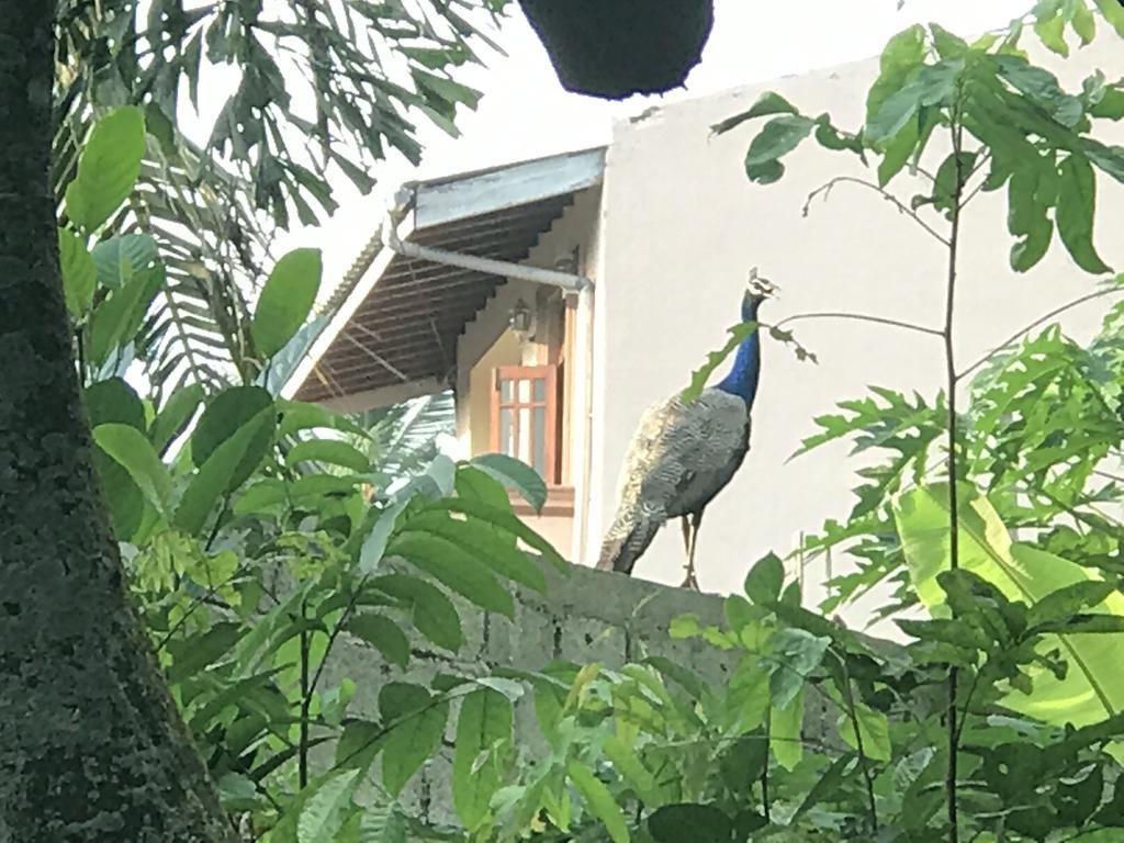 Mount Nature Villa Hikkaduwa Pokoj fotografie