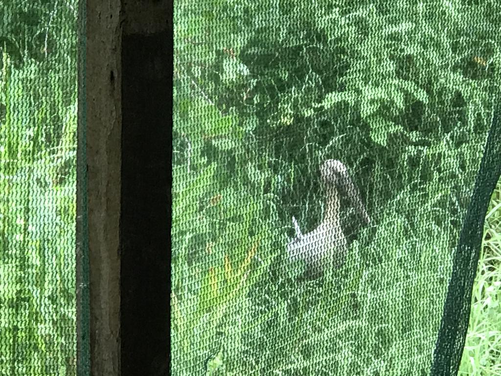 Mount Nature Villa Hikkaduwa Pokoj fotografie