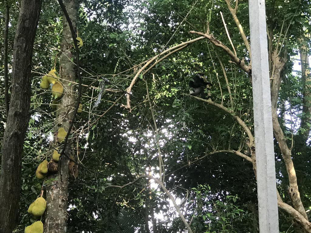 Mount Nature Villa Hikkaduwa Pokoj fotografie